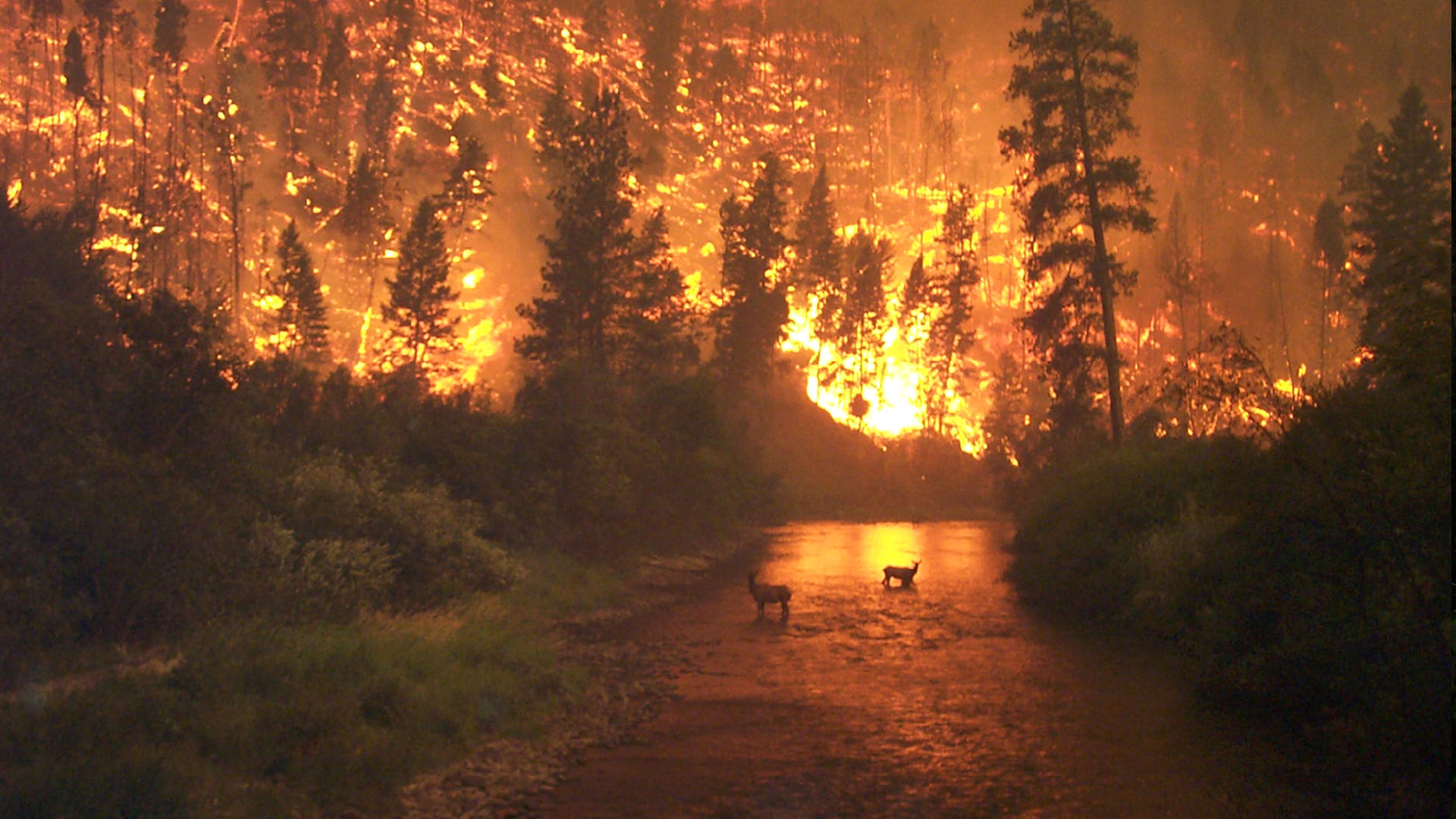 Elk_Bath_Fire_1920x1080